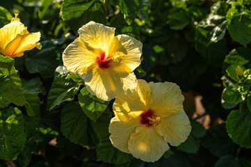 Closeup of Yellow and Red Hibiscus Flowers with a Green Background.