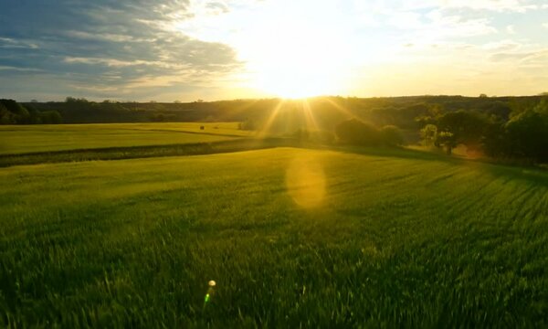 Green field at sunrise with blue sky