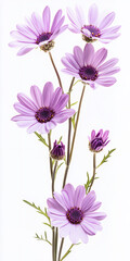 pink flowers isolated on white