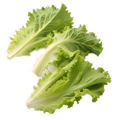 Fresh Green Lettuce Leaves Isolated on transparent background, Crisp Texture, Healthy Salad