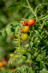 Cherry tomatoes growing on branch, ripe red and unripe green on a sunny day, lots of leaves on the bush