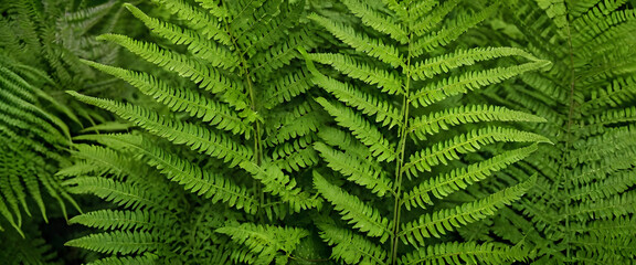 Lush Green Fern Fronds Background Texture Image for Nature Designs