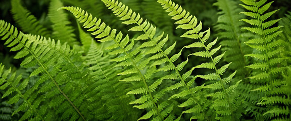 Lush Green Ferns Vibrant Nature Close Up  of Beautiful Foliage