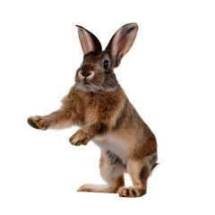Obraz premium Hyperactive Bunny, isolated on transparent background