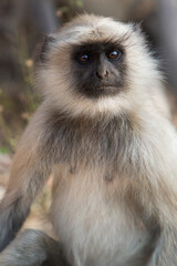 Singe Indien