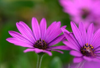 Fototapeta premium Delicate purple flowers bloom in the lush garden, showcasing nature's vibrant beauty during the warm afternoon