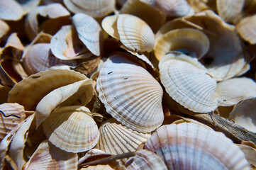 sea shells background