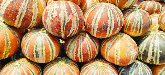 A pile of fresh sweet delicious ripe musk melon open sell in Indian market.