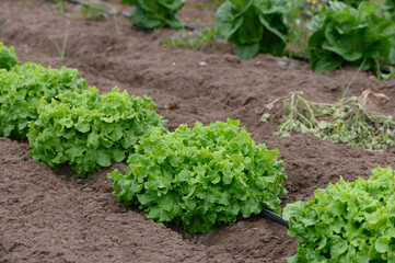 Lush green lettuce thriving under the warm sun in a well-tended garden as the growing season unfolds