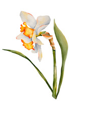 Watercolor Yellow daffodil flowers, hand-drawn. Isolated on a transparent background. For printing on stickers, postcards, packaging, textiles, invitations