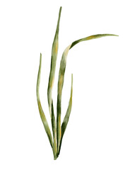 Fototapeta premium A detailed watercolor botanical illustration with lush green leaves, daffodils green leaf for printing on stickers, postcards, packaging, textiles, invitations