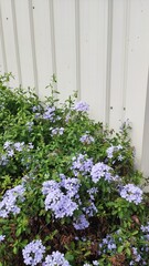 flowers on the fence