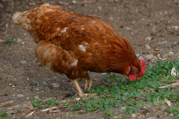 Brown hen foraging in the dirt during a sunny afternoon in a rural garden, showcasing the beauty of farm life