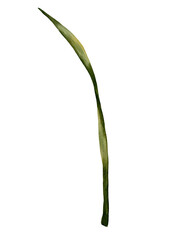 A detailed watercolor botanical illustration with lush green leaves, daffodils green leaf for printing on stickers, postcards, packaging, textiles, invitations