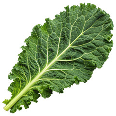 A detailed image of a textured green leaf showcasing intricate veins against a black background.