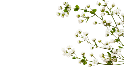 Delicate Small White Flowers on Branches Background, cut out transparent