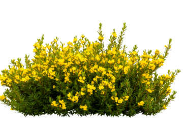 Yellow flowering shrub, bloom plant bush, isolated springtime flora, cut out transparent