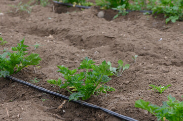Freshly sprouted celery plants thrive in a garden bed under gentle daylight, showcasing progress in sustainable farming practices