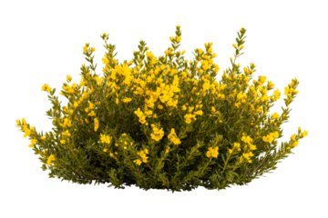 Genista plant with yellow flowers, flora detail, nature, isolated, cut out transparent