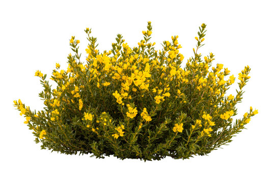 Fototapeta Genista plant with yellow flowers, flora detail, nature, isolated, cut out transparent