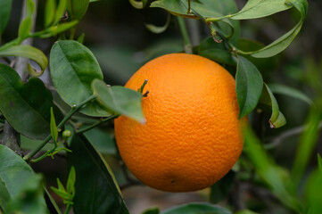 Bright orange fruit hangs delicately among vibrant green leaves in a sunlit orchard during harvest season