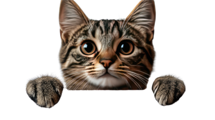 Playful Peek: A curious feline peeks out from behind an invisible object, with wide eyes and a charming expression, inviting viewers to embrace a moment of pure delight.