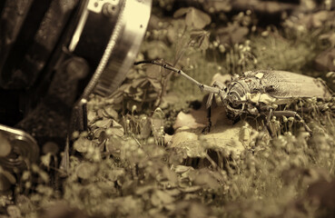 Photographing a Mango Tree Borer, Batocera rufomaculata in nature with an vintage camera