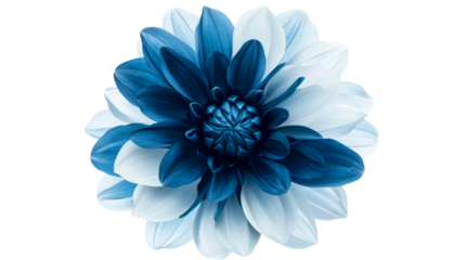 Blue floral beauty with striking contrast, petals, cut out transparent