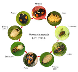 Multicoloured Asian lady beetle or Harlequin, Harmonia axyridis (Coleoptera: Coccinellidae). Life cycle. Development stages - eggs, larva, pupa, adult. Isolated on a white background
