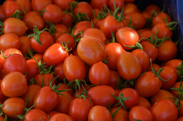 Freshly harvested cherry tomatoes displayed at a local farmers market during a sunny afternoon in early summer