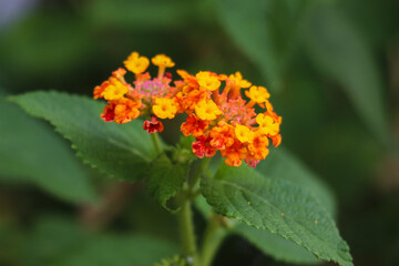 Bright Orange and Yellow Blossoms in Green Foliage