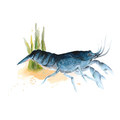Wild life of the seas and oceans, blue crayfish painted with watercolors