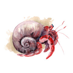 Wild life of the seas and oceans, hermit crab painted with watercolors