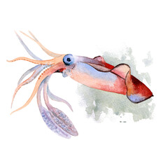 Wild life of the seas and oceans, squid painted with watercolors