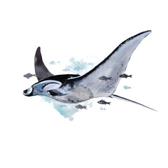 Wildlife of the seas and oceans, stingray painted with watercolor