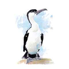Wild life of the seas and oceans, cormorant painted with watercolors