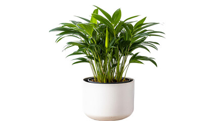 Indoor palm plant, white pot, botanical decor, freshness, detail, cut out transparent