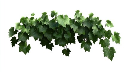 Isolated Grape Ivy Plant Cutout