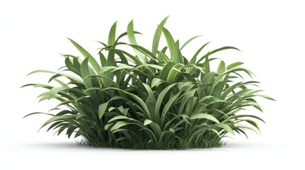 Fototapeta premium Isolated Plant Cutout