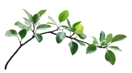 Obraz premium Isolated Plant Cutout