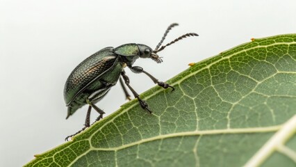 Dark green beetle on a textured leaf against a white background, showcasing the intricate details of insect anatomy and leaf structure
