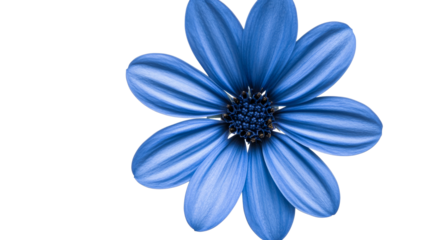 Blue African Daisy, Closeup Detailed Petals, Isolated Against Black, cut out transparent