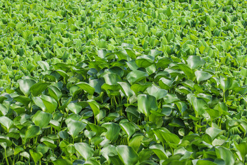  Water Hyacinth Growing Among Dense Water Lettuce Plants