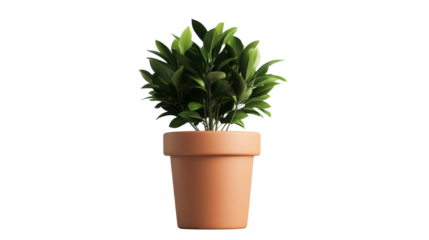 Elegant plant in pot for indoor decoration, cutout transparent