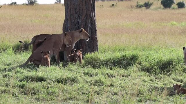 Lioness protecting their cubs in the savannah