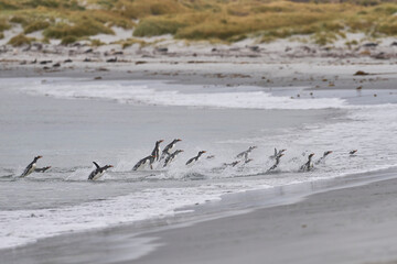 Gentoo Penguins (Pygoscelis papua) coming back to land after a day spent feeding at sea. Sea Lion...