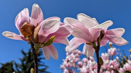Magnolia branch with blooming flowers against a blue sky. 