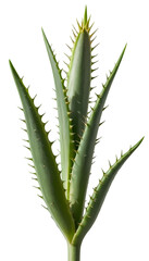 Single Aloe Vera: Fresh Green Leaf with Rich Succulent Appeal