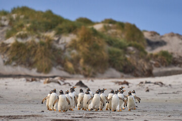 Gentoo Penguin (Pygoscelis papua) heading to sea early in the morning from a sandy beach on Sea...