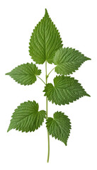 Fototapeta premium Stinging Nettle Leaves: Deep Green Textured Surface Isolated on Transparent Background